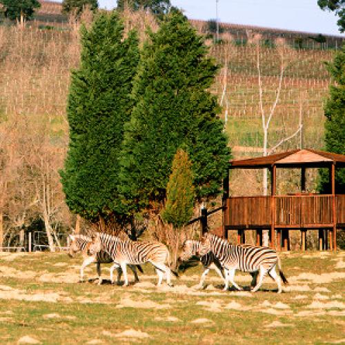 listing-details-carousel