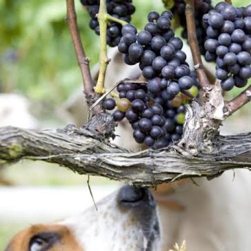 listing-details-carousel