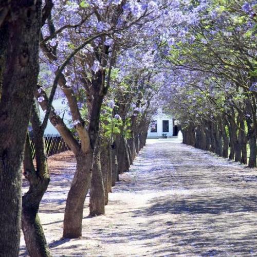 listing-details-carousel