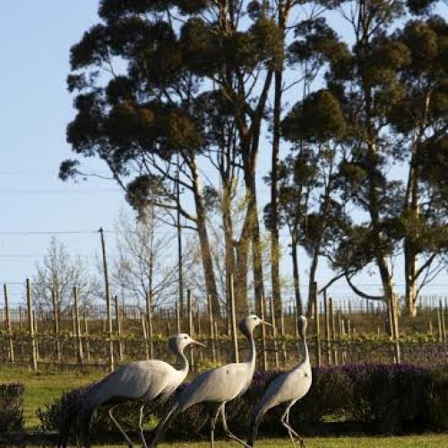 listing-details-carousel