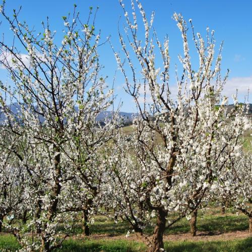 listing-details-carousel