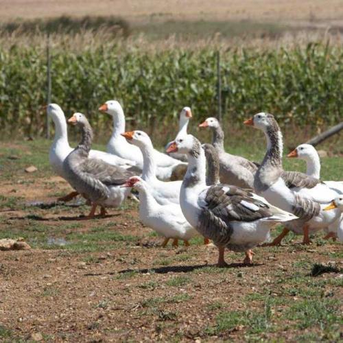 listing-details-carousel