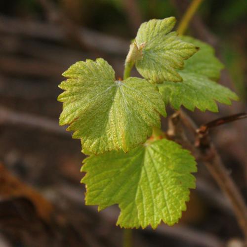 listing-details-carousel