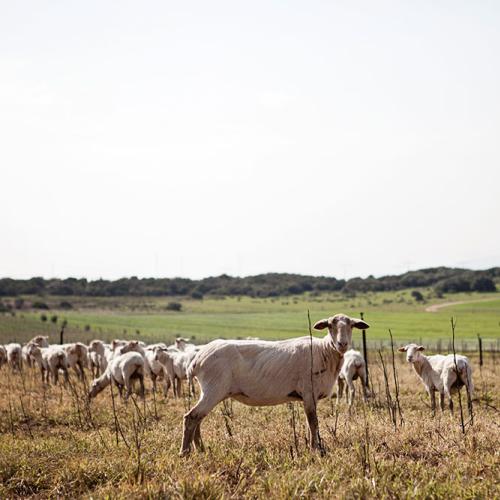 listing-details-carousel