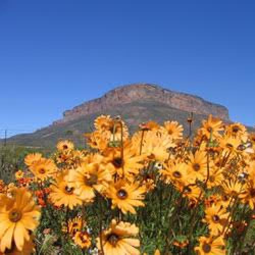 listing-details-carousel