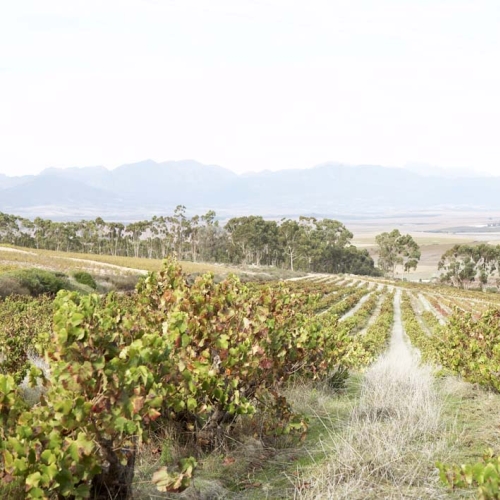 https://www.wineries.co.za/static/2892/w_1225_kalmoesfontein000022__scale_and_crop__500x500.jpg