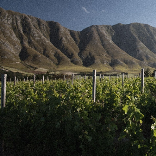 https://www.wineries.co.za/static/2931/w_1239_vine_mountain_dec2013__scale_and_crop__500x500.jpg