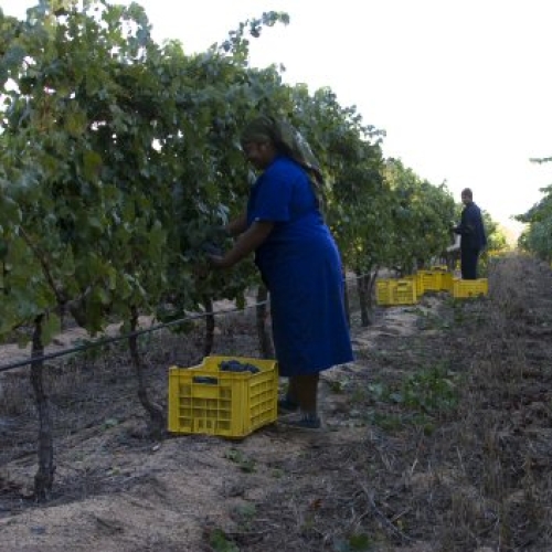 https://www.wineries.co.za/static/2958/w_1249_workers_in_the_vineyard__scale_and_crop__500x500.jpg