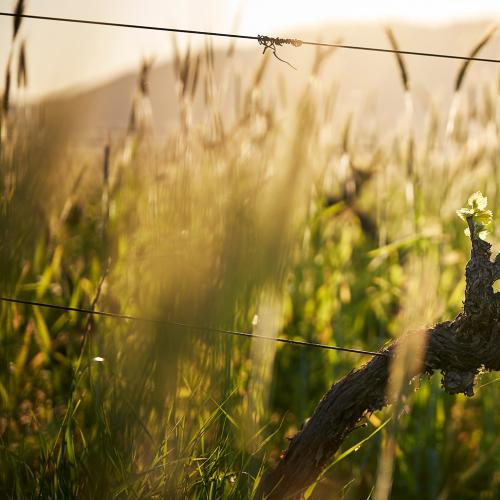 listing-details-carousel