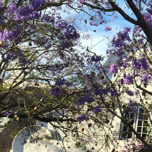 https://www.wineries.co.za/static/3280/jacaranda-wines__scale_and_crop__500x500.jpg