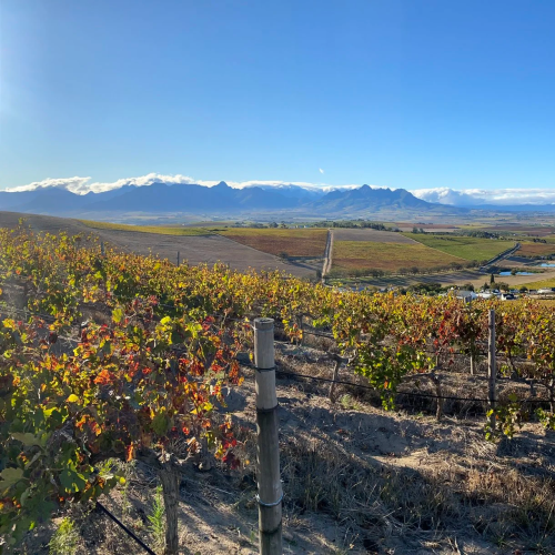 https://www.wineries.co.za/static/3353/beaJoubertMain__scale_and_crop__500x500.png