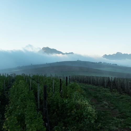 https://www.wineries.co.za/static/3387/bot2__scale_and_crop__500x500.jpg
