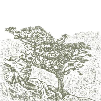 Cederberg Wines Logo
