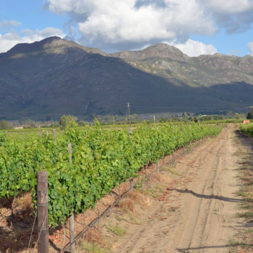 https://www.wineries.co.za/static/3495/Frater-Family-Farms-Vineyard-3-pfqm2y2rrs1cteamjrxgsccaj95xdtdr6d5mkrknz8__scale_and_crop__500x500.png