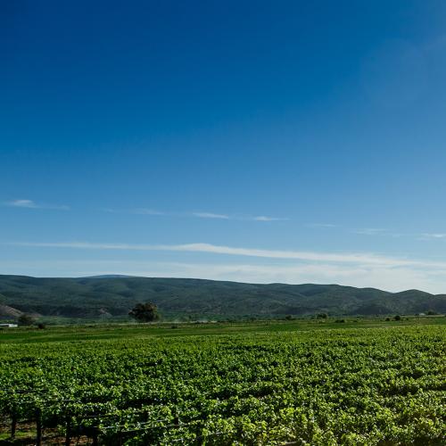 https://www.wineries.co.za/static/3506/slide1-2__scale_and_crop__500x500.jpg