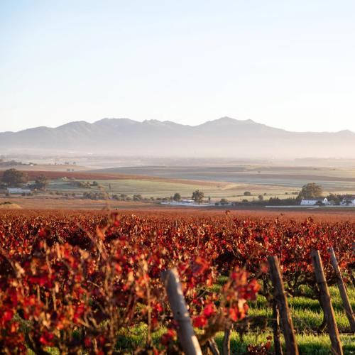 https://www.wineries.co.za/static/3508/leeuwenprimary__scale_and_crop__500x500.jpg