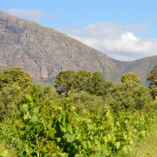 https://www.wineries.co.za/static/3519/hildenbrand-wellington-south-africa__scale_and_crop__500x500.jpeg