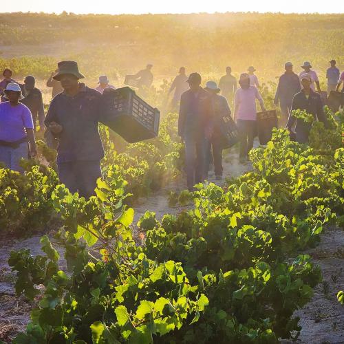 https://www.wineries.co.za/static/3538/lammershoekBG__scale_and_crop__500x500.jpg