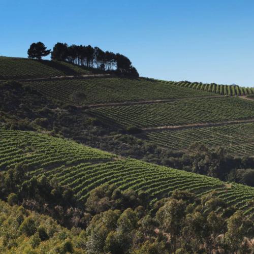 https://www.wineries.co.za/static/3542/panorama-2000x983__scale_and_crop__500x500.jpg