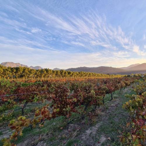 https://www.wineries.co.za/static/3546/lapetitprimary__scale_and_crop__500x500.jpg
