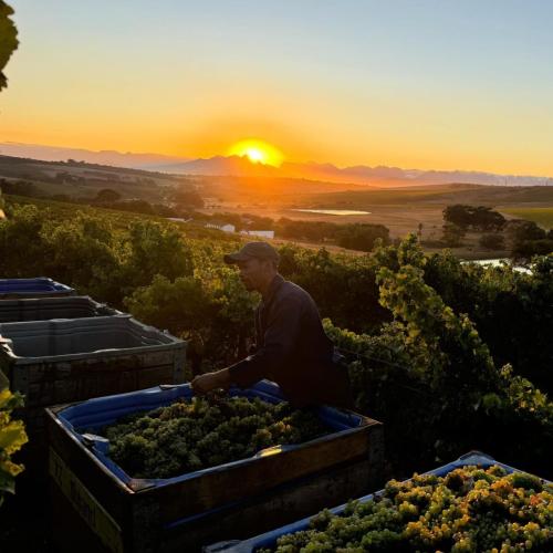 https://www.wineries.co.za/static/3548/maasetricht__scale_and_crop__500x500.jpg