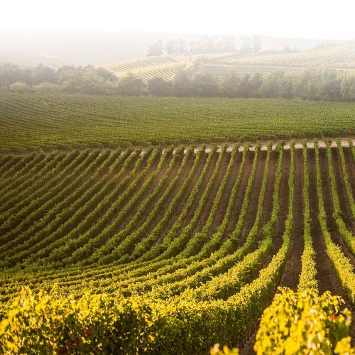 https://www.wineries.co.za/static/3558/villionMain__scale_and_crop__500x500.jpg