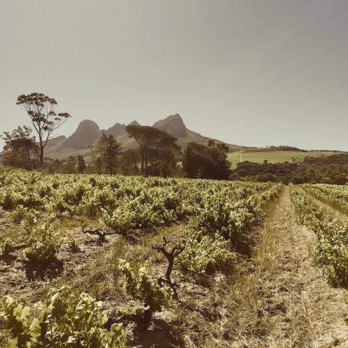 https://www.wineries.co.za/static/3611/metzer-primary__scale_and_crop__500x500.jpg