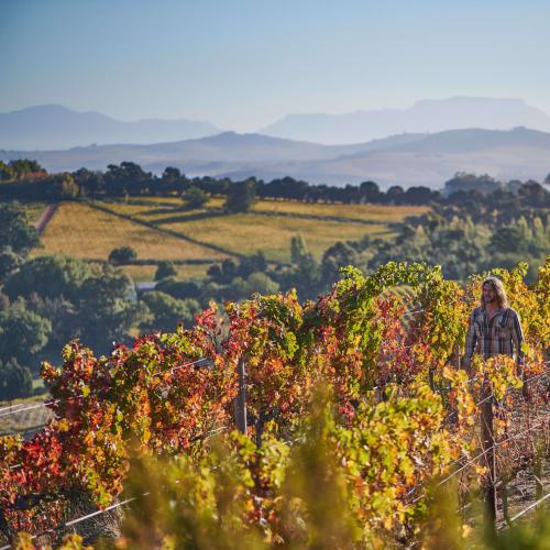 https://www.wineries.co.za/static/3615/mmw-primary__scale_and_crop__500x500.jpg