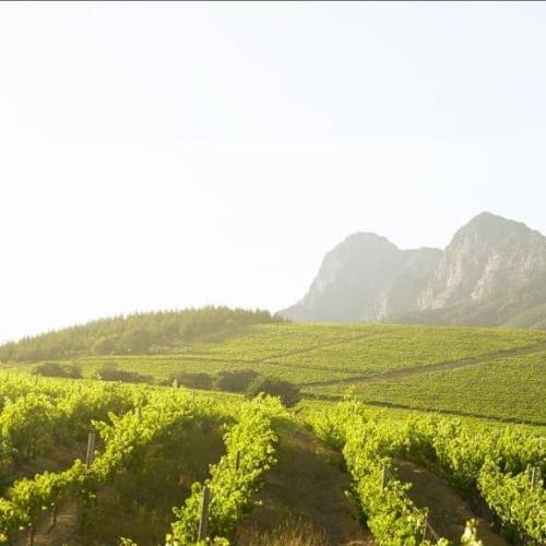 https://www.wineries.co.za/static/3622/mount-vernon-primary__scale_and_crop__500x500.jpg
