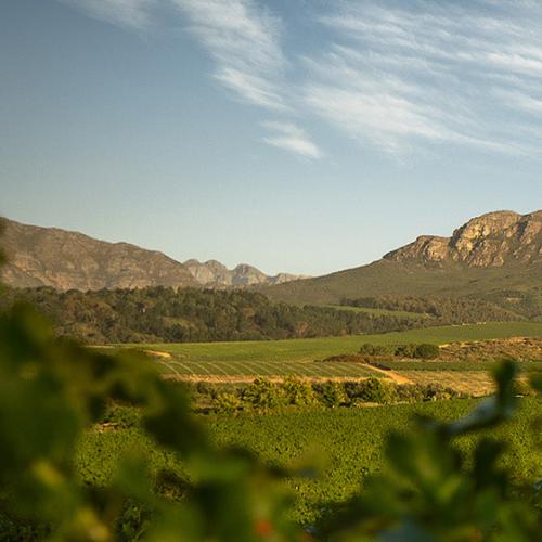 Ernie Els Wines Image