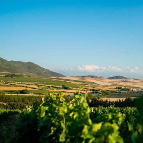 https://www.wineries.co.za/static/3714/riebeekwineco__scale_and_crop__500x500.jpg