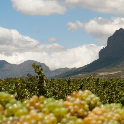 https://www.wineries.co.za/static/3716/Painted-Wolf-Wine-Vineyards-3__scale_and_crop__500x500.jpg