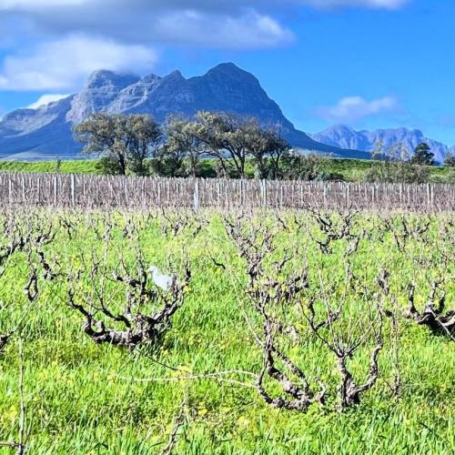 https://www.wineries.co.za/static/3785/scions__scale_and_crop__500x500.jpg