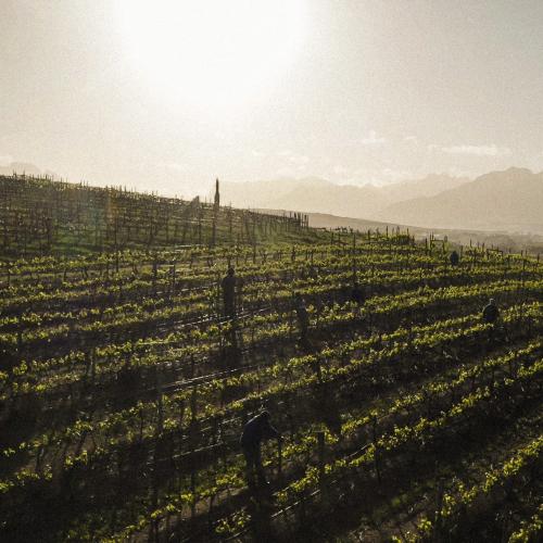 https://www.wineries.co.za/static/3808/ss1__scale_and_crop__500x500.jpg