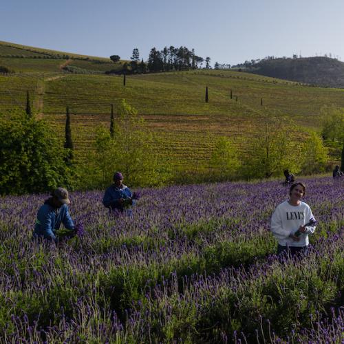 Super Single Vineyards Image