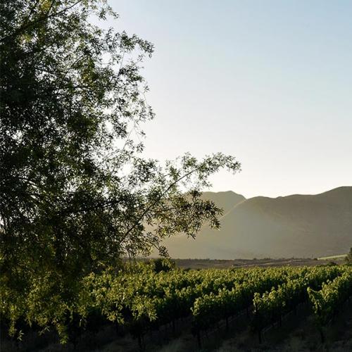 Arendsig Wines Image