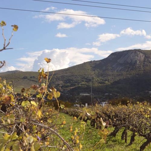 Klein Parys Vineyards Image