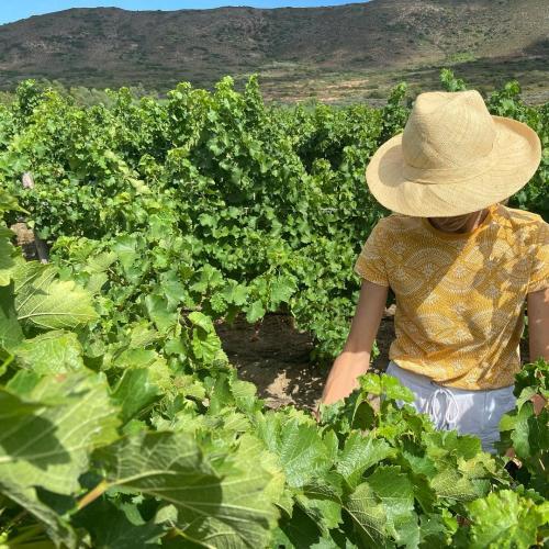 https://www.wineries.co.za/static/3887/nuiba31__scale_and_crop__500x500.jpg