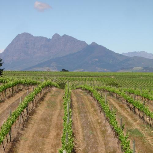https://www.wineries.co.za/static/552/w_101_050_0__scale_and_crop__500x500.jpg