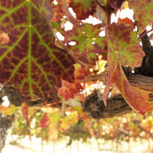 listing-details-carousel