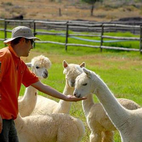 listing-details-carousel