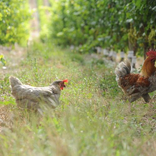 listing-details-carousel